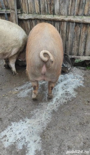 Porci de țară de vânzare 