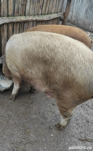 Porc si purcea de vânzare pentru Crăciun 