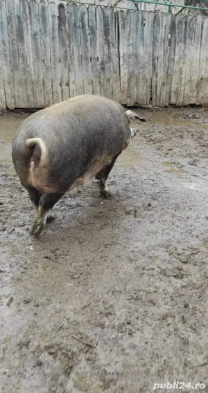Porc si purcea de vânzare pentru Crăciun  - imagine 2