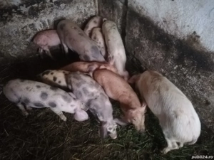 Vand sau schimb purcei diferite varste crescuti de mine - imagine 3