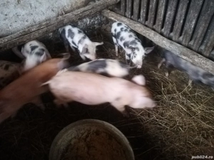 Vand sau schimb purcei diferite varste crescuti de mine - imagine 4