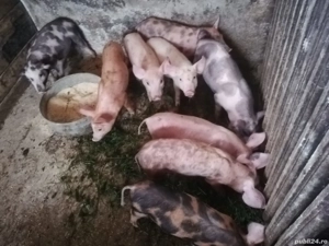 Vand sau schimb purcei diferite varste crescuti de mine - imagine 2