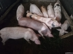 Vand sau schimb purcei diferite varste crescuti de mine - imagine 5