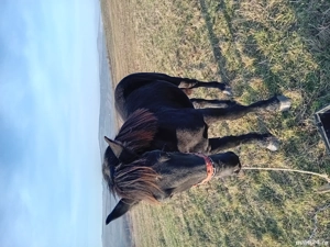 Armasar negru  - imagine 2