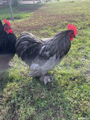 Vând Cochinchina pitice  - imagine 2