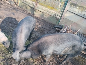 De vinzare  - imagine 3