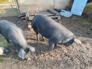 De vinzare  - imagine 4