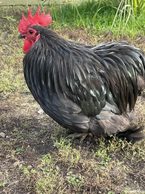 Vând Cochinchina pitice 