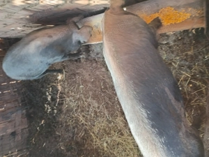 De vinzare  - imagine 2