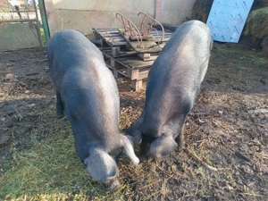 De vinzare  - imagine 5