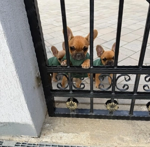 3 bulldog francezi - imagine 3