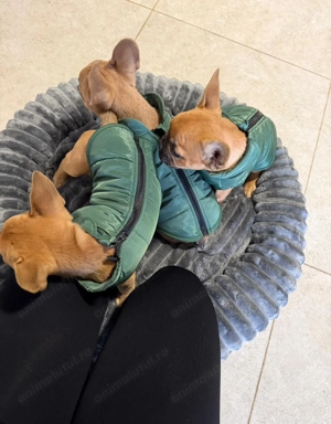 3 bulldog francezi - imagine 2