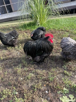 Vând Cochinchina pitice  - imagine 5