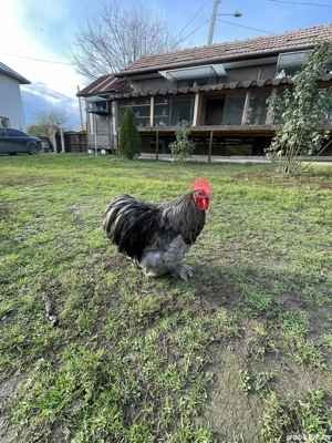 Vând Cochinchina pitice  - imagine 3