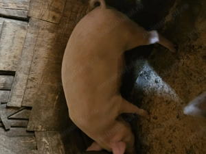 Vand porci de la 80 la 120 de kg , - imagine 2