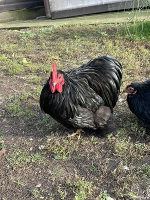 Vând Cochinchina pitice  - imagine 4