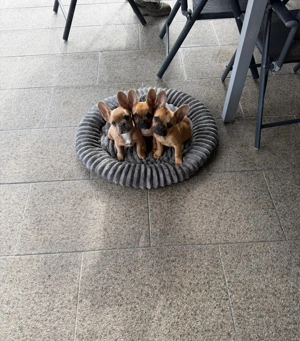 3 bulldog francezi - imagine 4