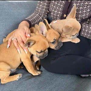3 bulldog francezi - imagine 5