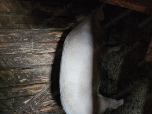 Vand porci de la 80 la 120 de kg , - imagine 3