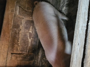 Vand porci de la 80 la 120 de kg , - imagine 5