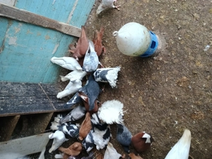 Porumbei voiajori  - imagine 3