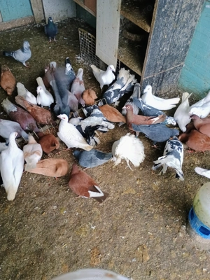 Porumbei voiajori  - imagine 4