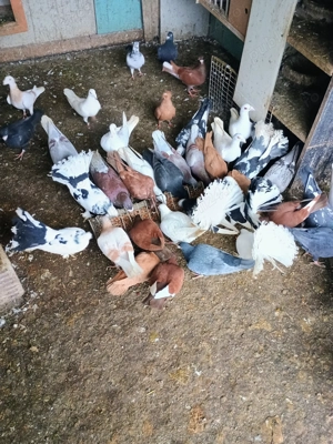 Porumbei voiajori  - imagine 5