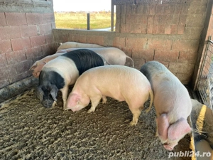 porc alb de banat -landras - imagine 3