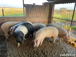 porc alb de banat -landras