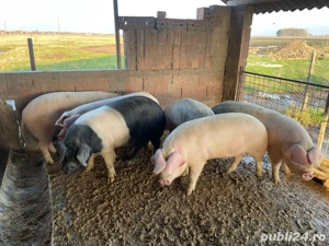 porc alb de banat -landras - imagine 4