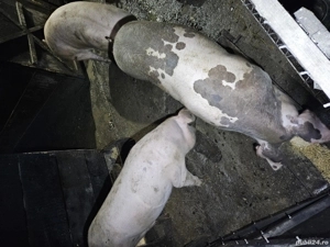 vand porci 100 - 150 kg pret 14 lei kg - imagine 3