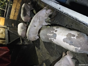 vand porci 100 - 150 kg pret 14 lei kg - imagine 2