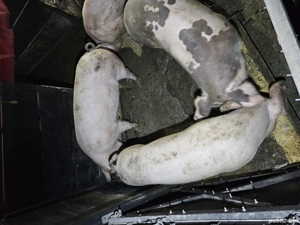 vand porci 100 - 150 kg pret 14 lei kg