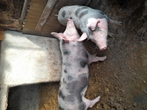 Porci de vânzare  - imagine 3