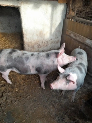 Porci de vânzare  - imagine 2