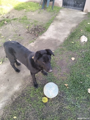 Vând pui de ciobănesc german negru - imagine 3