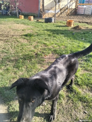 Vând pui de ciobănesc german negru - imagine 2