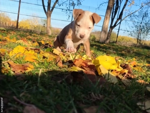 American bully ABKC  - imagine 2