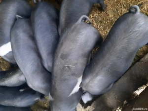 Vand soldei - imagine 2