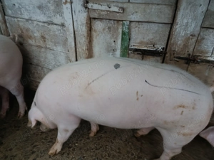 Vând porc 17 lei kg ,145-150kg în Caraș Severin Cuptoare   - imagine 4