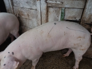 Vând porc 17 lei kg ,145-150kg în Caraș Severin Cuptoare   - imagine 3