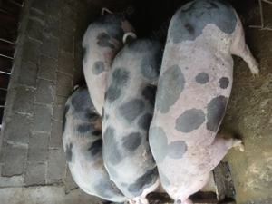 Carcasă de porc pietrain  - imagine 4