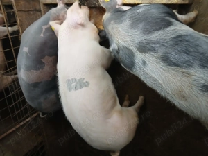 Porci rasă pietrain 