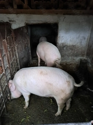 Vand porci marele alb