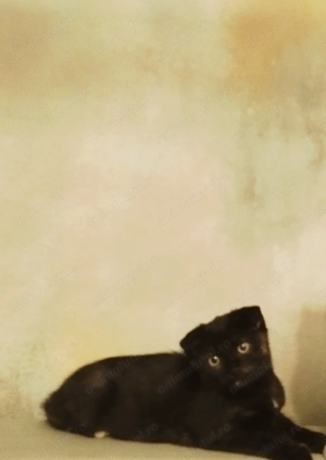 Sweet Baghera si Blue Love cauta Om 