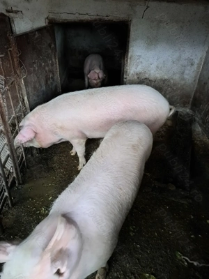 Vand porci marele alb - imagine 3
