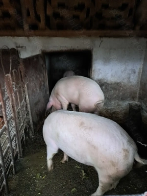 Vand porci marele alb - imagine 2