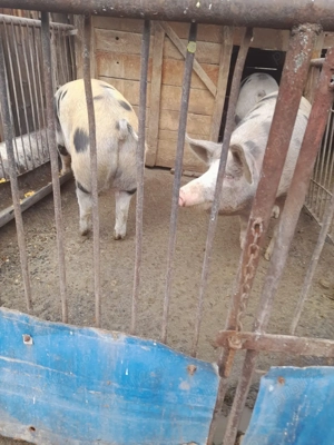 Porci pentru vânzare   Calitate superioară, carne gustoasă!