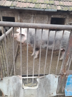 Porci pentru vânzare   Calitate superioară, carne gustoasă! - imagine 2