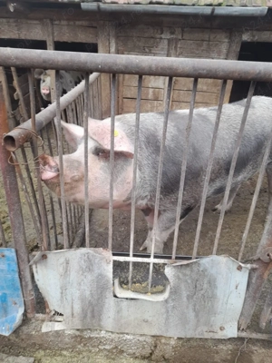 Porci pentru vânzare   Calitate superioară, carne gustoasă! - imagine 3